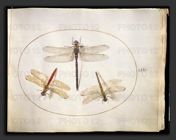 Joris Hoefnagel, Animalia Rationalia et Insecta (Ignis):  Plate LIV, Flemish, 1542 - 1600, c. 1575-1580, watercolor and gouache, with oval border in gold, on vellum