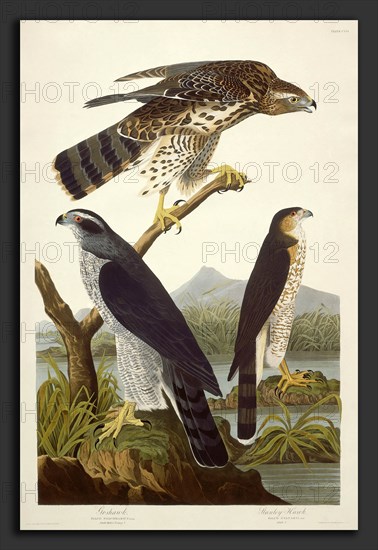 Robert Havell after John James Audubon, Goshawk and Stanley Hawk, American, 1793 - 1878, 1832, hand-colored etching and aquatint on Whatman paper
