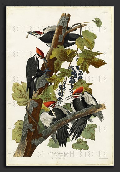 Robert Havell after John James Audubon (American, 1793 - 1878), Pileated Woodpecker, 1831, hand-colored etching and aquatint on Whatman paper