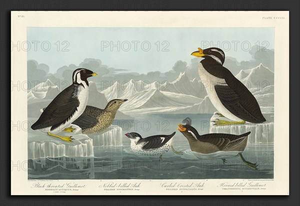 Robert Havell after John James Audubon (American, 1793 - 1878), Black-throated Guillemot, Nobbed-billed Auk, Curled-Crested Auk and Horned-billed Guillemot, 1838, hand-colored etching and aquatint on Whatman paper