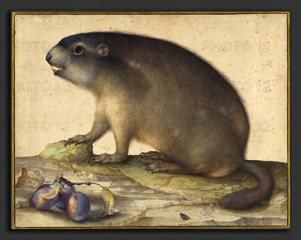 Jacopo Ligozzi (Italian, 1547 - 1627), A Marmot with a Branch of Plums, 1605, brush with brown and gray wash, watercolor, and white gouache over traces of graphite