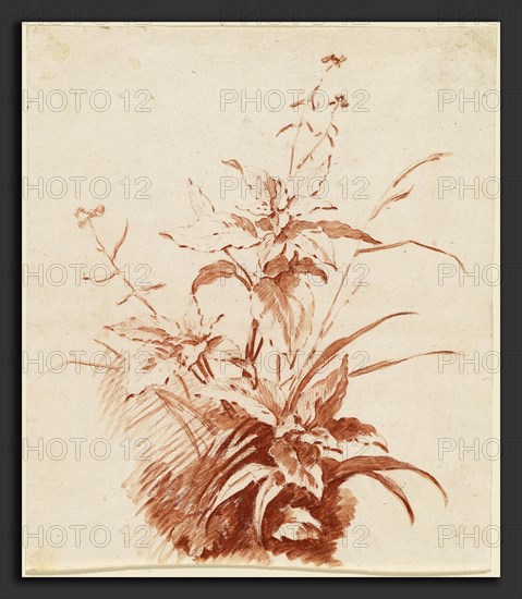 Jean-Baptiste HÃ¼et, I, Flowering Plant with Grass, French, 1745 - 1811, mid 1760s, red chalk with wash on laid paper