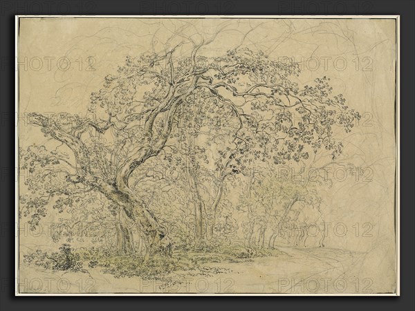 Friedrich Salathé (Swiss, 1793 - 1858), Grove of Trees, c. 1835, pen and black ink over graphite on wove paper