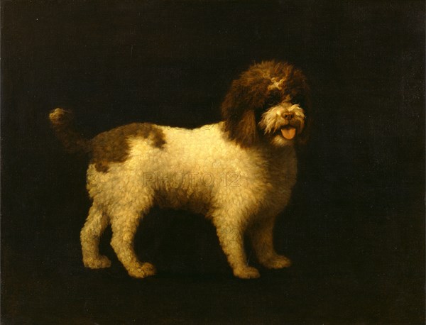 Water Spaniel Signed and dated, lower right: "Geo Stubbs pinxt 1769", George Stubbs, 1724-1806, British