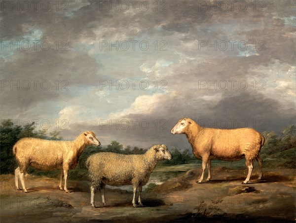 Ryelands Sheep, the King's Ram, the King's Ewe and Lord Somerville's Wether, James Ward, 1769-1859, British