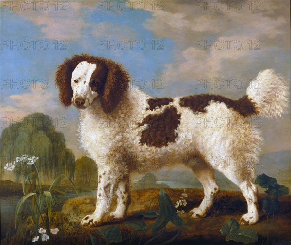 Brown and White Norfolk or Water Spaniel Signed and dated, lower right: "Geo: Stubbs p | 1778", George Stubbs, 1724-1806, British