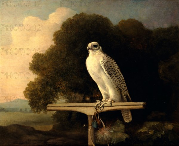 Greenland Falcon Gyr Falcon Signed and dated, lower center: "Geo Stubbs pinxit 1780", George Stubbs, 1724-1806, British