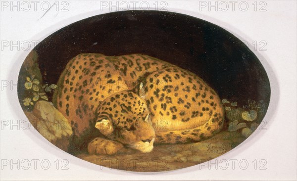 Sleeping Leopard Signed and dated in brown paint, lower right: "Geo Stubbs | [...] 1777", George Stubbs, 1724-1806, British