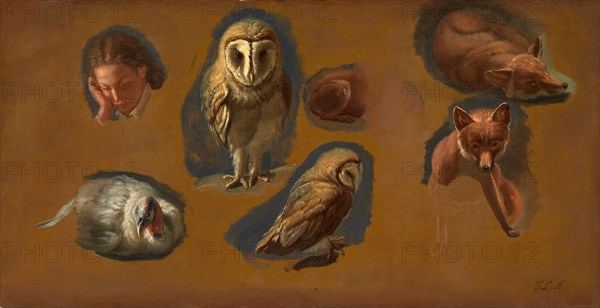 Studies of a Fox, a Barn Owl, a Peahen, and the Head of a Young Man Studies of a Fox, a Barn Owl, a Peahen and a Young Man's Head Signed in black paint, lower right: "J.L.A.", Jacques-Laurent Agasse, 1767-1849, Swiss