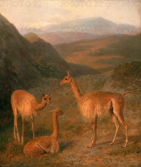Vicunas Three Vicunas The Vicuna The Lama, Alpaca and the Viennia [sic], Jacques-Laurent Agasse, 1767-1849, Swiss