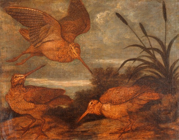 Woodcock at Dusk, Francis Barlow, 1626-1702, British