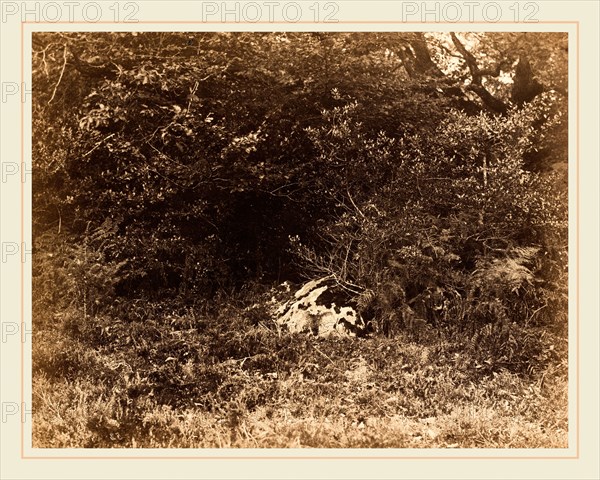 EugÃ¨ne Cuvelier, A Rock in the Forest, French, 1837-1900, c. 1865, albumen print from paper negative mounted on paperboard