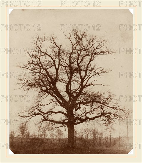 William Henry Fox Talbot, Oak Tree, British, 1800-1877, mid 1840s, salted paper print from a paper negative