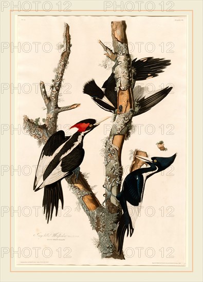 Robert Havell after John James Audubon, Ivory-billed Woodpecker, American, 1793-1878, 1829, hand-colored etching and aquatint on Whatman paper