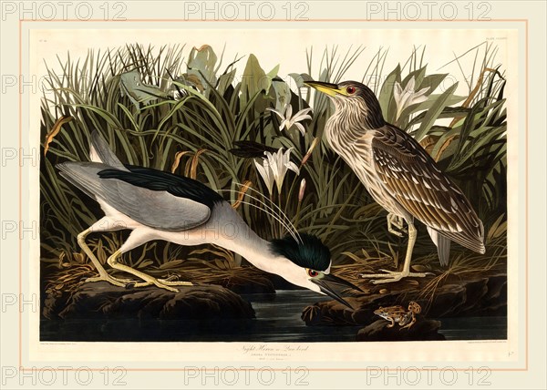 Robert Havell after John James Audubon, Night Heron or Qua bird, American, 1793-1878, 1835, hand-colored etching and aquatint on Whatman paper
