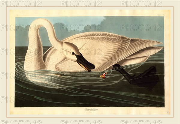 Robert Havell after John James Audubon, Trumpeter Swan, American, 1793-1878, 1838, hand-colored etching and aquatint on Whatman paper