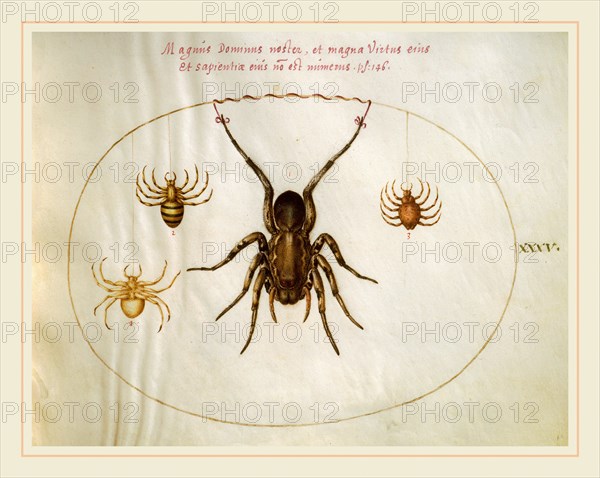 Joris Hoefnagel, Animalia Rationalia et Insecta (Ignis):  Plate XXXV, Flemish, 1542-1600, c. 1575-1580, watercolor and gouache, with oval border in gold, on vellum