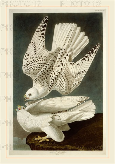 Robert Havell after John James Audubon, Iceland or Jer Falcon, American, 1793-1878, 1837, hand-colored etching and aquatint on Whatman paper