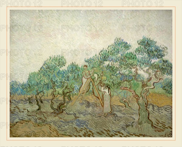 Vincent van Gogh, Dutch (1853-1890), The Olive Orchard, 1889, oil on canvas