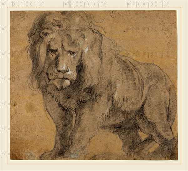 Sir Peter Paul Rubens, Flemish (1577-1640), Lion, c. 1612-1613, black chalk, heightened with white, yellow chalk in the background
