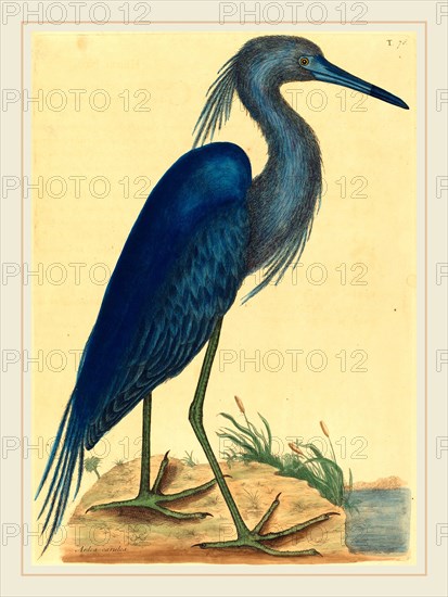 Mark Catesby,English, (1679-1749), The Blue Heron (Ardea coerulea), published 1731-1743, hand-colored etching