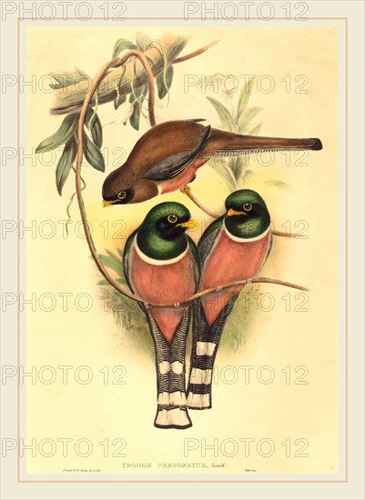 John Gould and H.C. Richter (active 1841-active c. 1881), Trogan personatus, probably 1836-1838, hand-colored lithograph