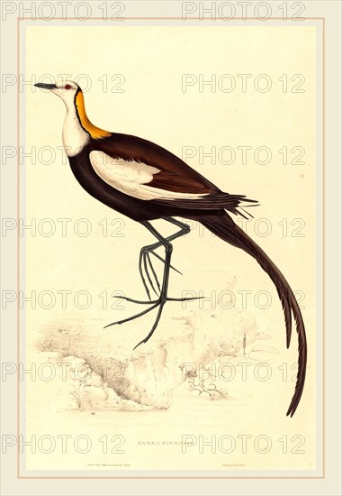 Elizabeth Gould, British (1804-1841), Parra Sinensis (Pheasant-Tailed Jacana), hand-colored lithograph