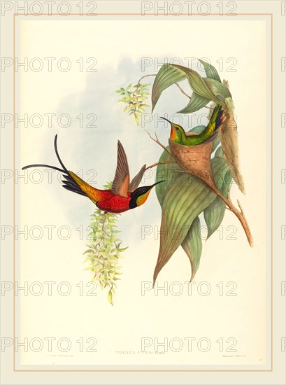 John Gould and H.C. Richter (active 1841-active c. 1881), Topaza pyra (Fairy Topaz), hand-colored lithograph