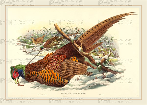 John Gould and W. Hart, British (active 1851-1898), Phasianus colchicus (Ring-necked Pheasant), hand-colored lithograph