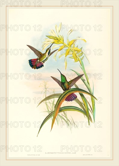 John Gould and H.C. Richter, British (1804-1881), Lampornis veraguensis (Veraguan Mango), hand-colored lithograph