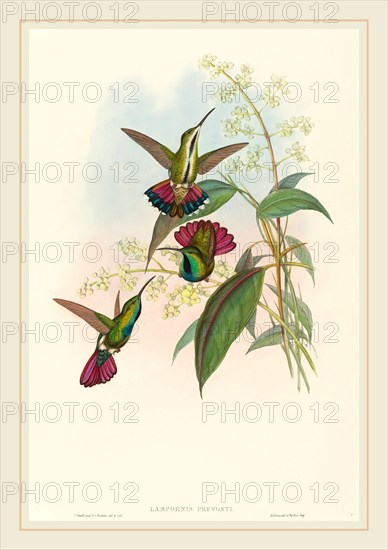 John Gould and H.C. Richter, British (1804-1881), Lampornis prevosti, hand-colored lithograph on wove paper