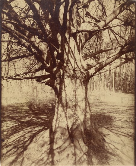 Arbre (Garche) HÃªtre