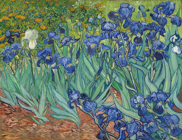 Irises