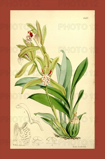 Botanical Print by Walter Hood Fitch 1817 â€ì 1892, W.H. Fitch was an botanical illustrator and artist, born in Glasgow, Scotland, UK, colour lithograph. From the Liszt Masterpieces of Botanical Illustration Collection.