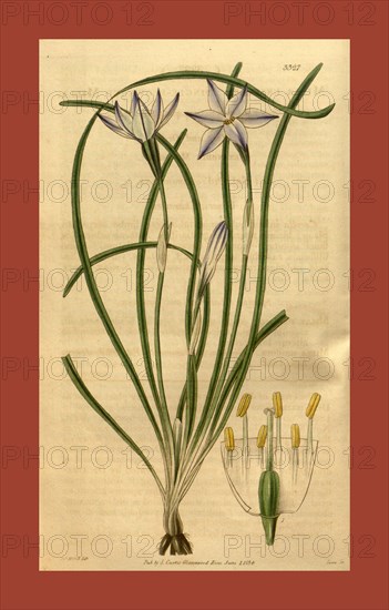 Botanical print or English natural history illustration by Joseph Swan 1796-1872, British Engraver. From the Liszt Masterpieces of Botanical Illustration Collection, 1834
