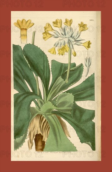 Botanical print or English natural history illustration by Joseph Swan 1796-1872, British Engraver. From the Liszt Masterpieces of Botanical Illustration Collection.