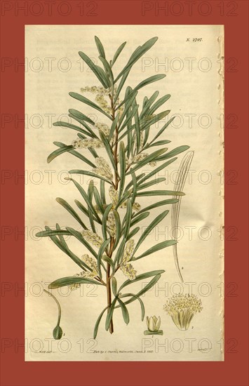 Botanical print by Sir William Jackson Hooker, FRS, 1785 â€ì 1865, English botanical illustrator. He held the post of Regius Professor of Botany at Glasgow University, and was Director of the Royal Botanic Gardens, Kew. From the Liszt Masterpieces of Botanical Illustration Collection, 1827