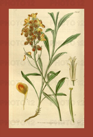Botanical Print by Walter Hood Fitch 1817 â€ì 1892, W.H. Fitch was an botanical illustrator and artist, born in Glasgow, Scotland, UK, colour lithograph. From the Liszt Masterpieces of Botanical Illustration Collection, 1839