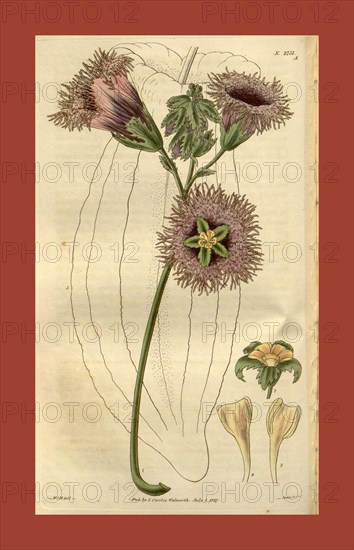 Botanical print by Sir William Jackson Hooker, FRS, 1785 â€ì 1865, English botanical illustrator. He held the post of Regius Professor of Botany at Glasgow University, and was Director of the Royal Botanic Gardens, Kew. From the Liszt Masterpieces of Botanical Illustration Collection, 1827