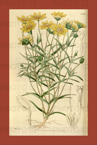 Botanical Print by Walter Hood Fitch 1817 â€ì 1892, W.H. Fitch was an botanical illustrator and artist, born in Glasgow, Scotland, UK, colour lithograph. From the Liszt Masterpieces of Botanical Illustration Collection, 1839