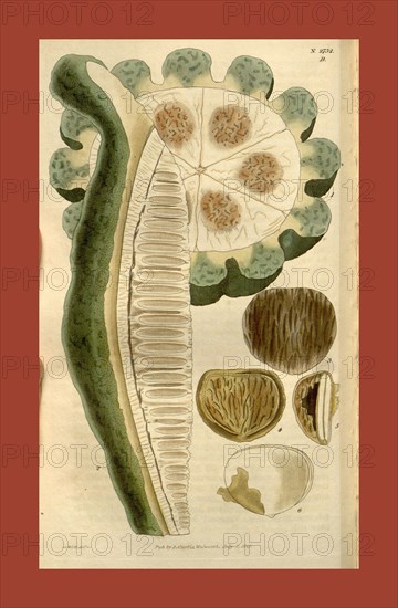 Botanical print by Sir William Jackson Hooker, FRS, 1785 â€ì 1865, English botanical illustrator. He held the post of Regius Professor of Botany at Glasgow University, and was Director of the Royal Botanic Gardens, Kew. From the Liszt Masterpieces of Botanical Illustration Collection, 1827