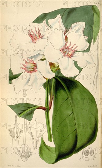 Botanical Print by Walter Hood Fitch 1817 â€ì 1892, W.H. Fitch was an botanical illustrator and artist, born in Glasgow, Scotland, UK, colour lithograph. From the Liszt Masterpieces of Botanical Illustration Collection.