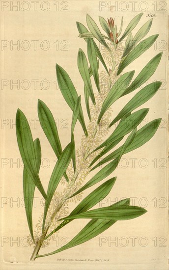 Botanical print or English natural history illustration by Joseph Swan 1796-1872, British Engraver. From the Liszt Masterpieces of Botanical Illustration Collection, 1839