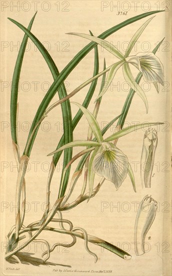 Botanical Print by Walter Hood Fitch 1817 â€ì 1892, W.H. Fitch was an botanical illustrator and artist, born in Glasgow, Scotland, UK, colour lithograph. From the Liszt Masterpieces of Botanical Illustration Collection, 1839