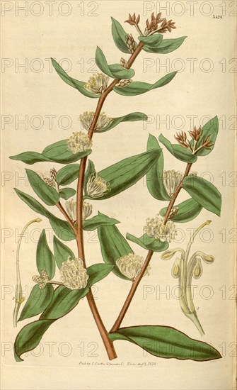Botanical print or English natural history illustration by Joseph Swan 1796-1872, British Engraver. From the Liszt Masterpieces of Botanical Illustration Collection, 1835
