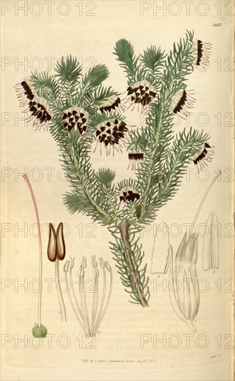 Botanical print or English natural history illustration by Joseph Swan 1796-1872, British Engraver. From the Liszt Masterpieces of Botanical Illustration Collection.