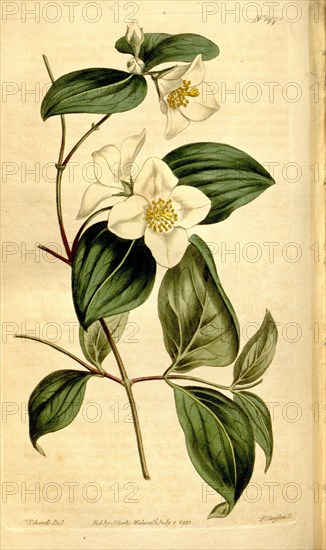 Botanical print by Sydenham Teast Edwards 1768 â€ì 1819, Sydenham Edwards was a natural history illustrator, British, UK, colour lithograph, botanical artist. From the Liszt Masterpieces of Botanical Illustration Collection.