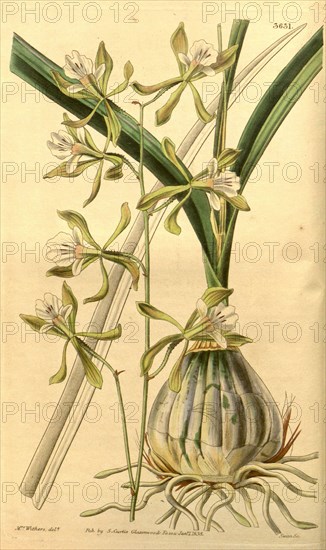 Botanical print by Augusta Innes  Withers (née Baker) (1793-1877),  an English natural history  illustrator or botanical artist.  She was 'Flower Painter in  Ordinary' to Queen Adelaide and  later to Queen Victoria. Augusta  Withers was active as a painter  from before 1827 to 1865,  exhibiting from 1829 till 1846  at the Royal Academy, the  Society of British Artists and  the New Watercolour Society.  From the Liszt Masterpieces of  Botanical Illustration  Collection, 1838