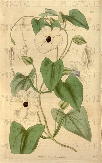 Botanical print or English natural history illustration by Joseph Swan 1796-1872, British Engraver. From the Liszt Masterpieces of Botanical Illustration Collection.