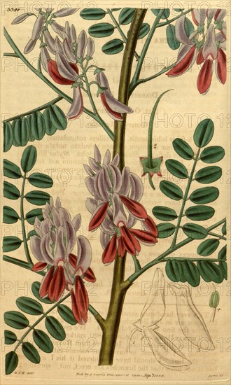 Botanical print by Sir William Jackson Hooker, FRS, 1785 â€ì 1865, English botanical illustrator. He held the post of Regius Professor of Botany at Glasgow University, and was Director of the Royal Botanic Gardens, Kew. From the Liszt Masterpieces of Botanical Illustration Collection.